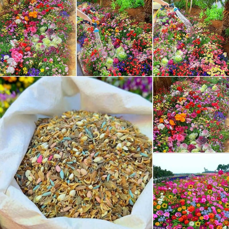 Mixed Perennial Flowers Seeds-60+ kinds mixed