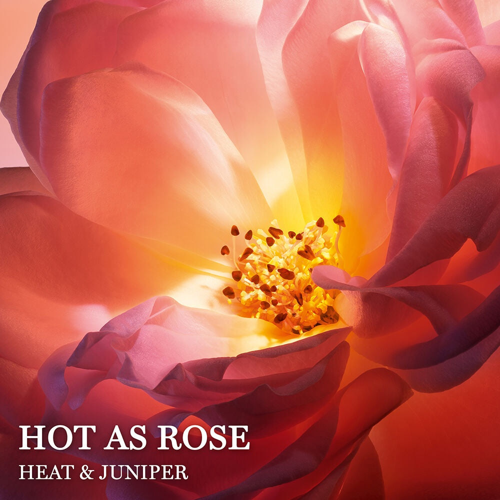 Hot as Rose